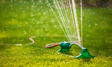 A forróság miatt vízkorlátozást vezettek be Budapest környékén több településen, mégis mi legyen most akkor a kerttel?