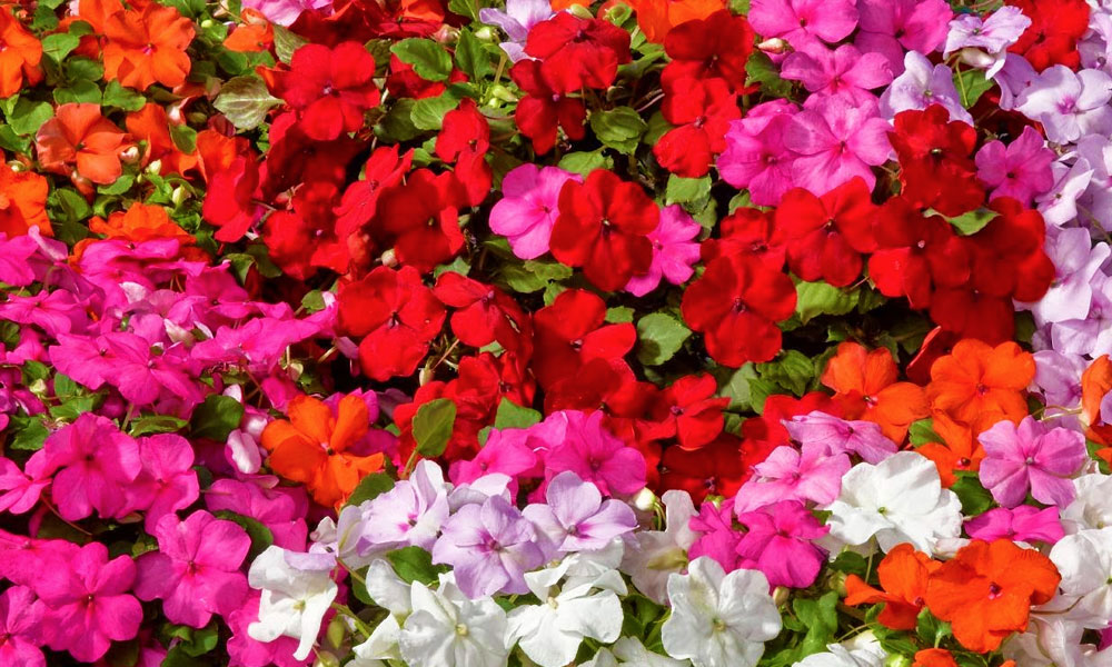 20 ezer virágpalántát oszt ki a józsefvárosi önkormányzat, elindult az online regisztráció