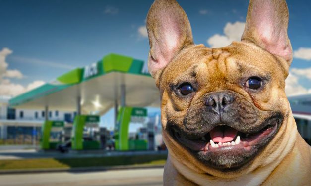 Állatbarát benzinkutak Budapest környékén, ingyenes kutyus mikrochip-leolvasóval