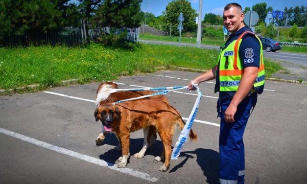 Szökött kutyákat kapcsoltak le az M3-ason, visszakerültek a gazdihoz