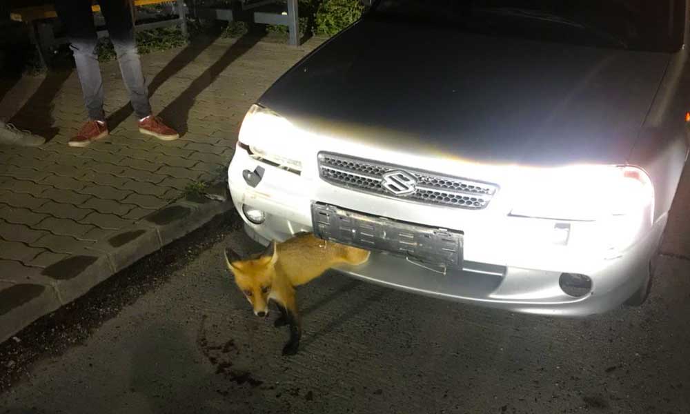 Beszorult a róka a Suzukiba, a rendőrök szabadították ki