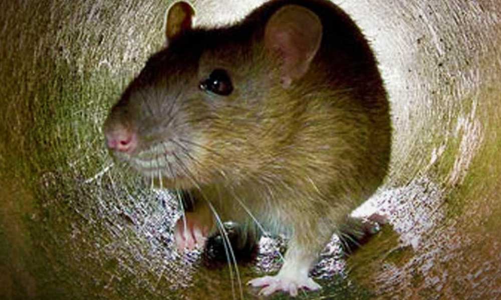 Sok patkányra panaszkodnak Diósdon, most 70 ezer négyzetméteren irtanak