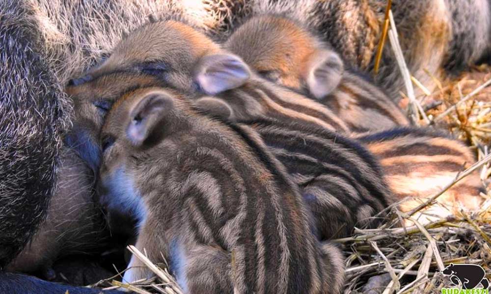 Aranyos kis csíkos vadmalacok születtek a Budakeszi Vadasprakban