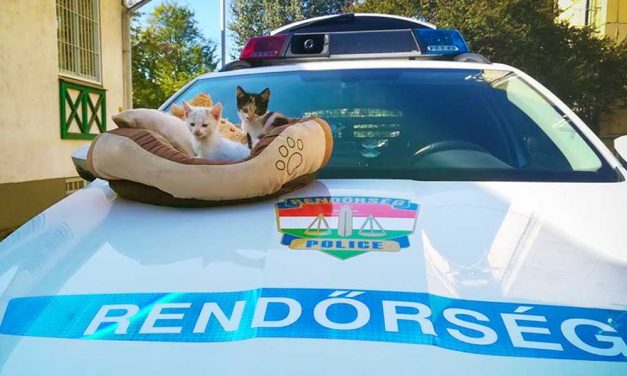 Büszke rendőrkutyákkal kiscicákat mentettek meg Dunakeszin – Fotók!
