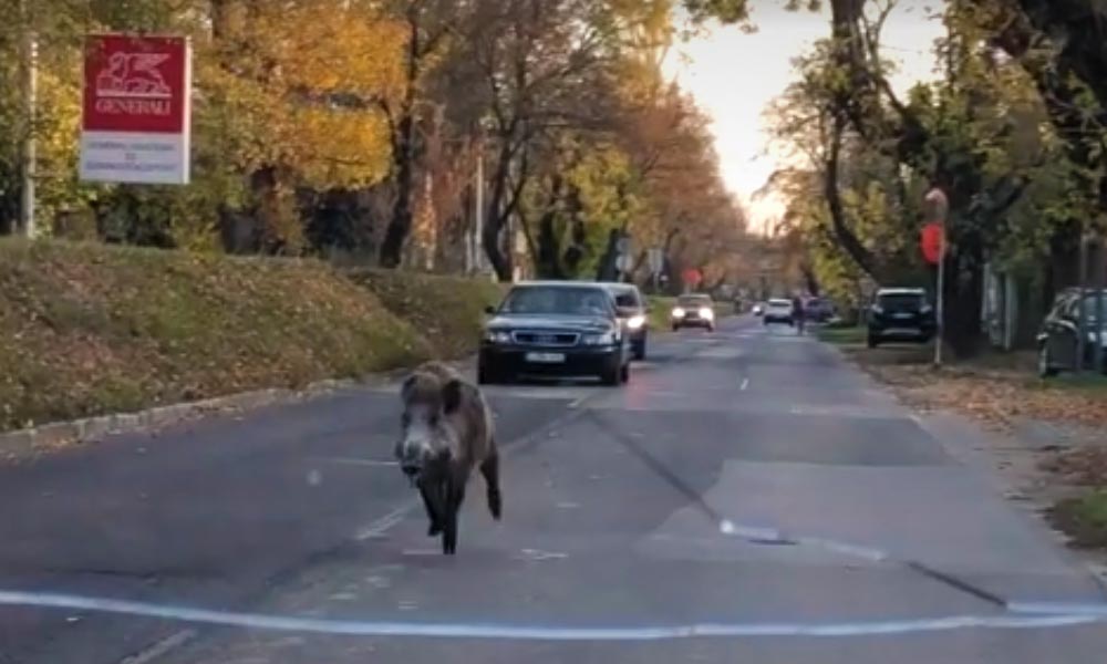 Rohanó vaddisznó az utcán, egyre beljebb merészkednek a vadak a fővárosba – Videó