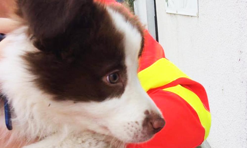 Nagy szemekkel bámuló kiskutyát mentettek a budaörsi mentősök