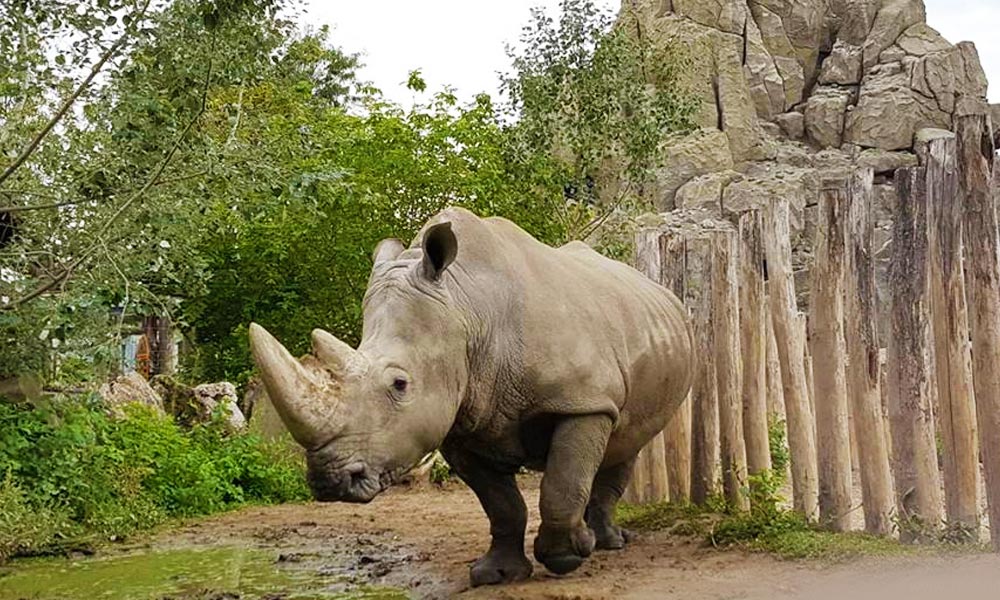 Kimagasló látogatottsággal zárta az évet a fővárosi állatkert