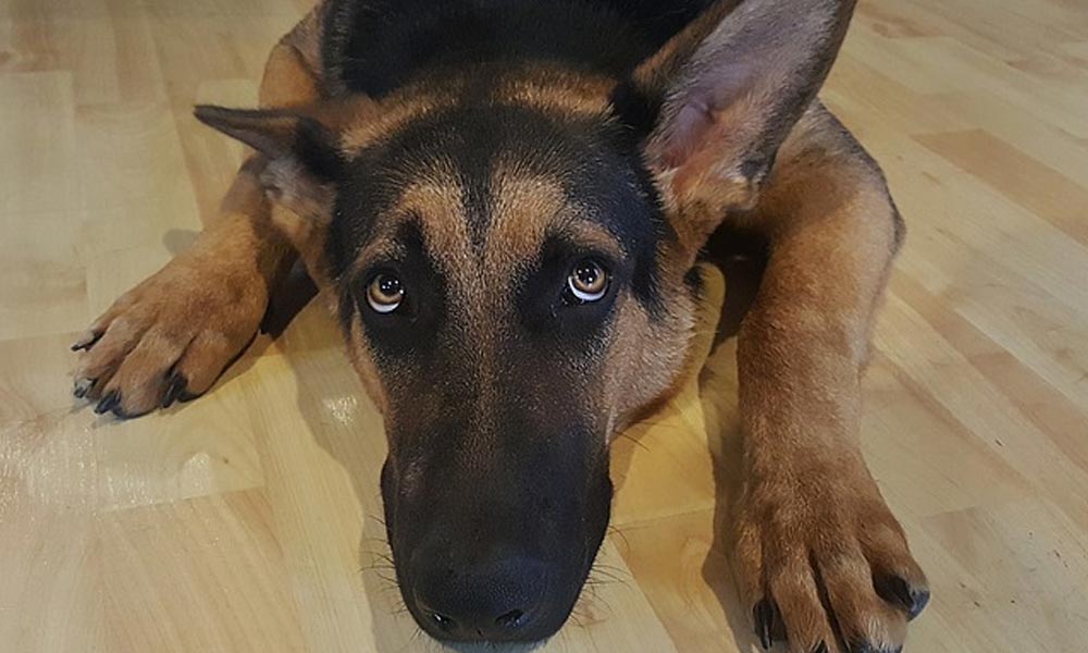 Az ideges kutyáknak nyugtatót kell adni szilveszterkor – mondja egy állatvédő