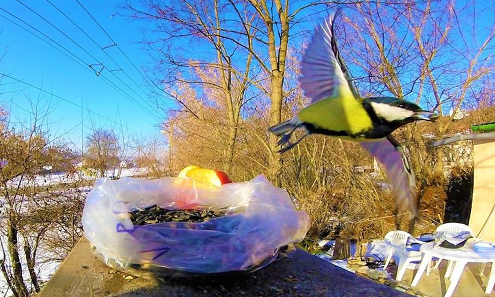Szépségükkel és jelenlétükkel hálálják meg az etetést télen a madarak