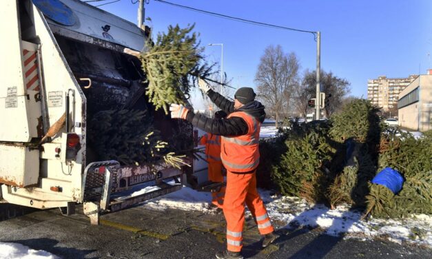 Rajtad múlik, hogy a kidobott karácsonyfádat lehet-e hasznosítani