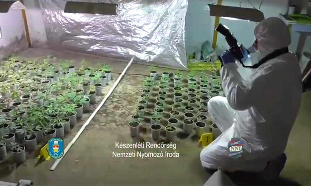 Cannabis ültetvényt találtak Tahitótfaluban, rengeteg füves cigi készült volna belőle
