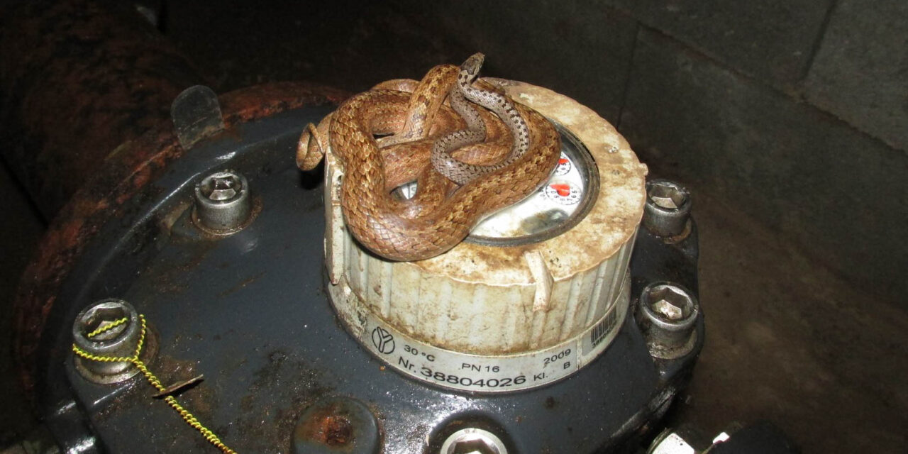 Kígyó a kertben: Félméteres kígyókat találtak egy vízóra aknában