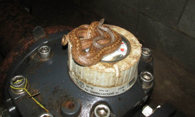 Kígyó a kertben: Félméteres kígyókat találtak egy vízóra aknában