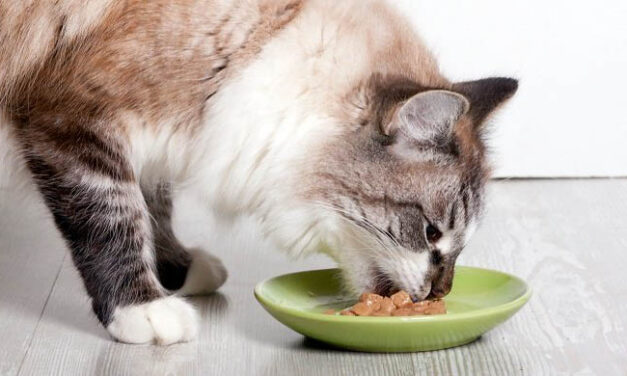 Na tessék, nem mindegy mit kapnak enni a Budapest környéki macskák