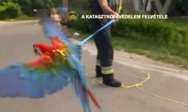 Trükkös módon mentettek meg a tűzoltók egy arapapagájt (Videó)