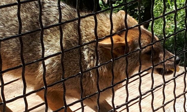 Sakálok Budapest környékén: egyre több problémát okoznak ezek a vadállatok