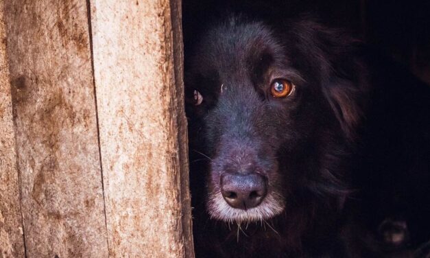 Pórázzal verte kutyáját egy nő Törökbálinton, az ügyészség lépett közbe