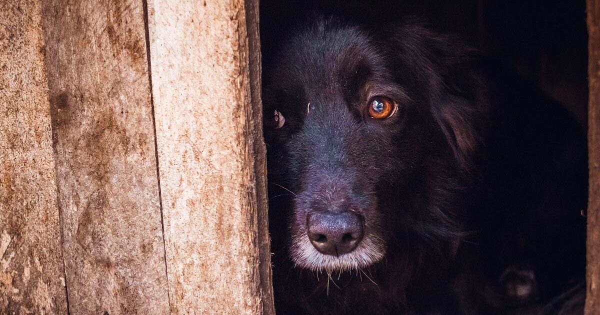 Pokoli kínok között pusztulhatott el egy sorsára hagyott kutya Kőbányán: egy lakásba zárva találtak rá a tetemére