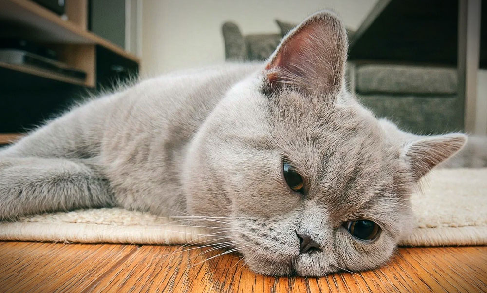 Áldatlan állapotok Kőbányán – több mint száz macskát találtak egy nő lakásán, tíz centi vastagon borította ürülék a padlót