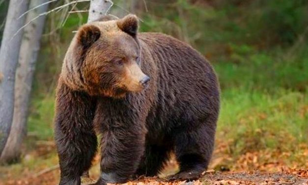 Veszélyes barnamedvét láttak Vác közelében az erdőben