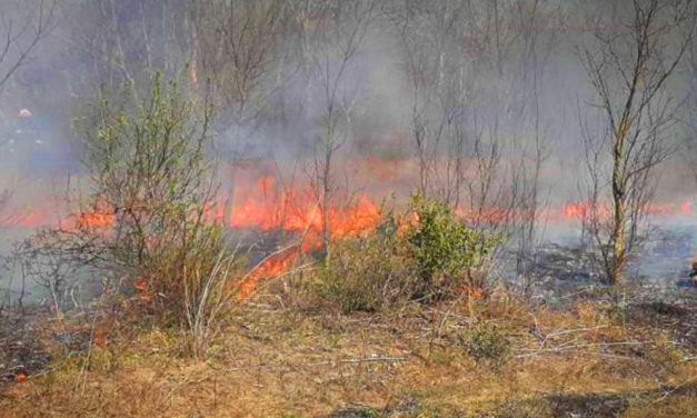 Lángok az agglomerációban: Budaörsnél erdő, Dabasnál cserjés égett