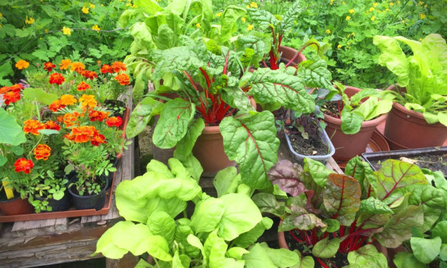 Kertészkedjen, aki boldogságra vágyik, de a palántázást nem kell elkapkodni