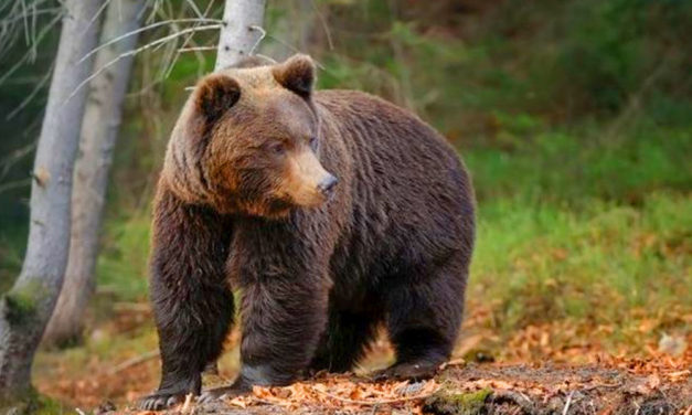 Veszélyes az erdő! Medvék miatt riasztást adott ki egy polgármester Budapesttől mindössze 70 km-re