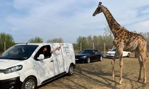 Az agglomerációban nyílik Magyarország első szafari parkja