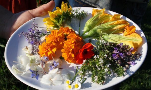 Ehető virágok az asztalon! Így nevelhetsz káprázatosan szép finomságokat a balkonládában