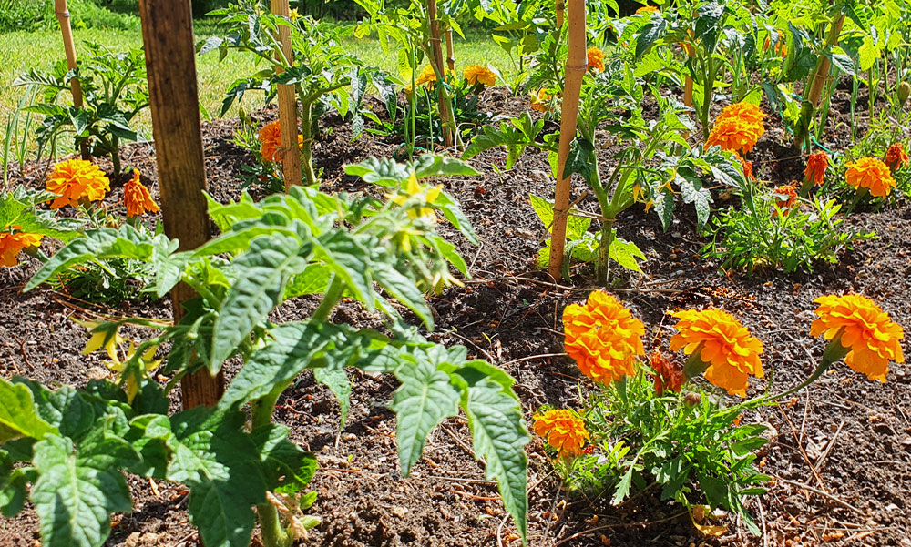 Okos palántázás egymást segítő növényekkel: mit hová ültessünk a kertben?