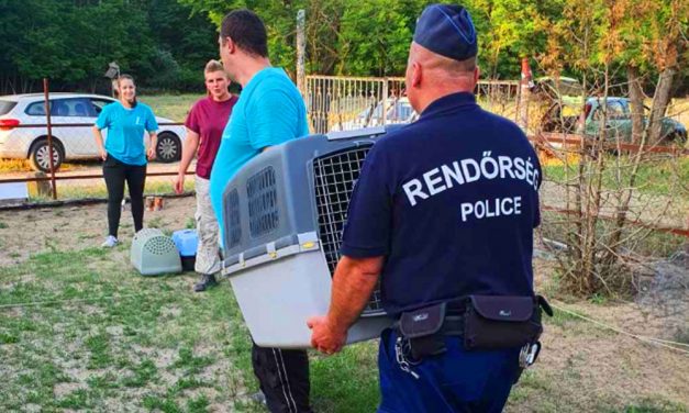 Éheztette és láncon tartott több kutyát egy férfi – a rendőrök is ledöbbentek