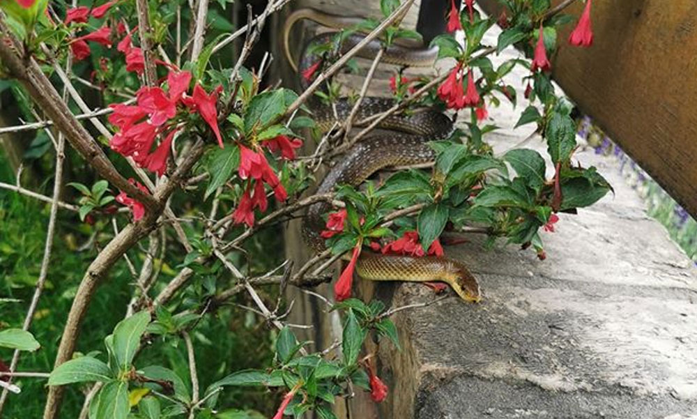 Kígyó az udvarban! Méretes hüllő lepte meg az egyik ház lakóit Nagykovácsiban – VIDEÓ