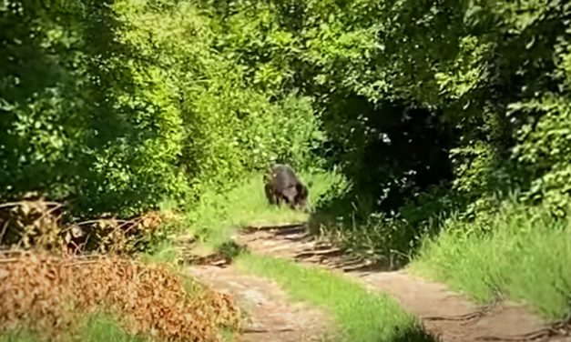 Újabb vaddisznó-meglepetés Szentendrén, már az önkormányzat is lépni kényszerült