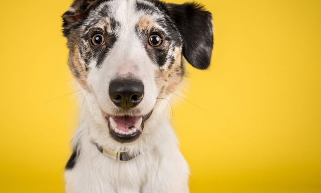 Együtt az állatokért a MOM Parkban