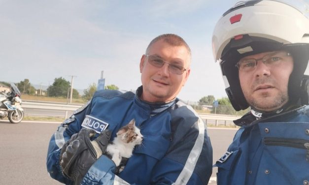 Autópályára tévedt kiscicát mentettek meg a monori rendőrök