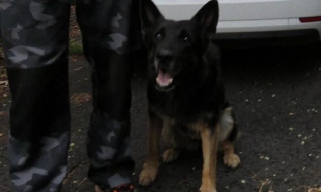 A betörők rejtekhelyéig vezette a nyomozókat Nani, a BRFK nyomkövető kutyája