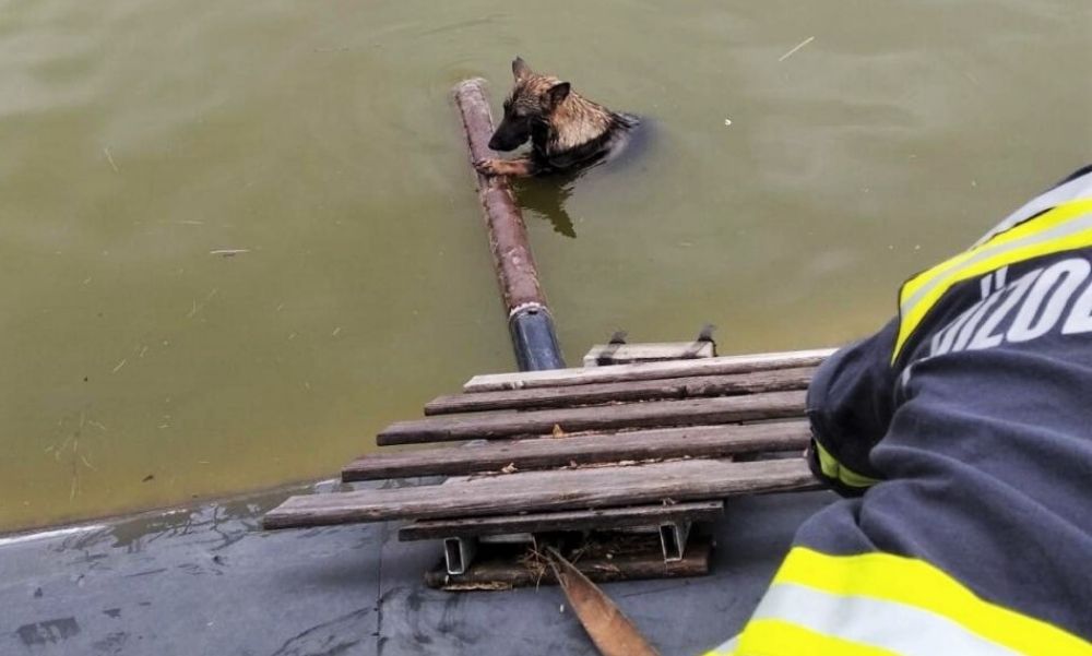 Időben jött a segítség: víztározóba csúszott két kutya Pest megyében – fotók