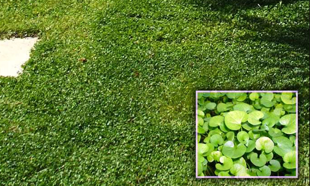 Zöld talajtakaró – a módszer amivel zöldebb lesz a pázsit