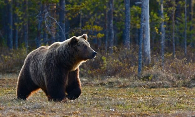 Már Nógrád megyében lehet a napok óta Pest megyében kóborló medve