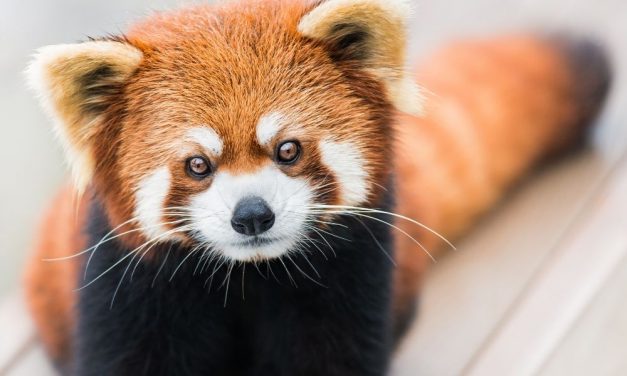 Új kis panda érkezett a Budapesti Állatkertbe és ez még nem minden