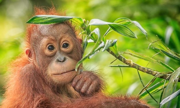 Adjunk közösen nevet a másfél hetes kis orangutánnak