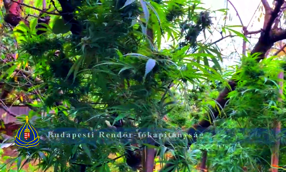 Profi kannabisz-ültetvényt lepleztek le Rákosmentén, mobilszekrényekben nőtt a kábítószernek való növény