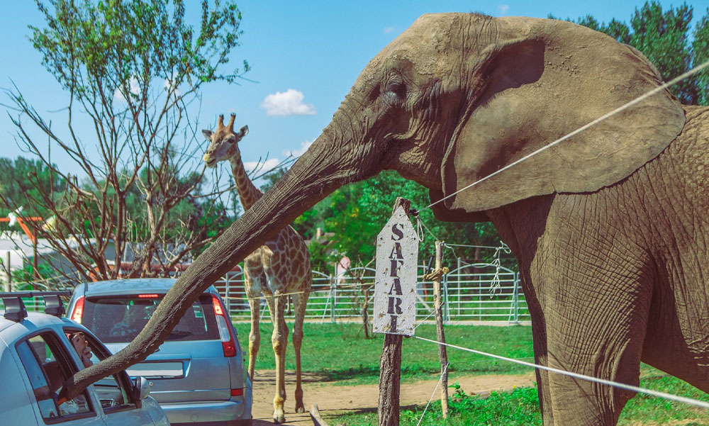 Rejtélyes körülmények között, egyetlen éjszaka pusztult el két elefánt a szadai szafariparkban