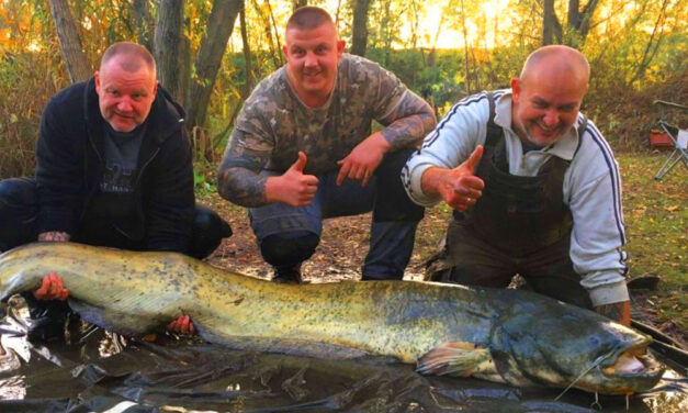 Ember nagyságú, kapitális harcsát fogtak Gyálon, kiakadt a haltól a mérleg