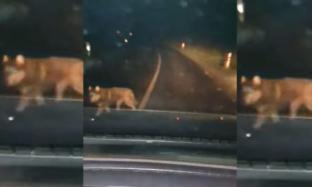 Farkasokat videóztak le nem mesze a 3-as főúttól, körbeólálkodták az autóst éjszaka