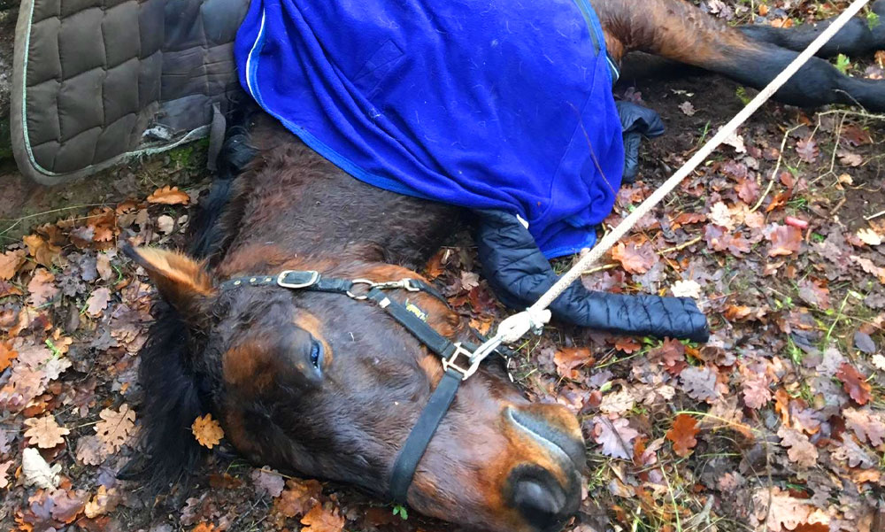 A kutyáktól rémült meg és szakadékba zuhant a ló Pilisborosjenőnél, a lovas éppen csak megúszta a balesetet