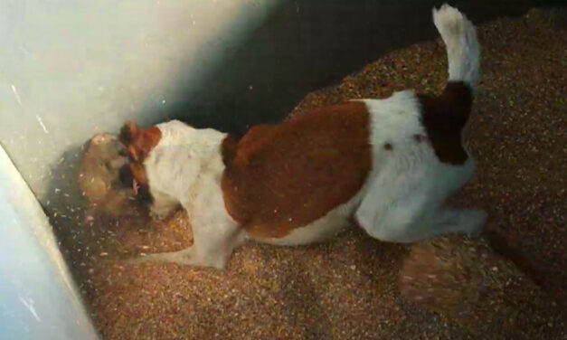 Bio patkányirtás kutyákkal és görényekkel, így szabadulhatsz meg az undorító rágcsálóktól