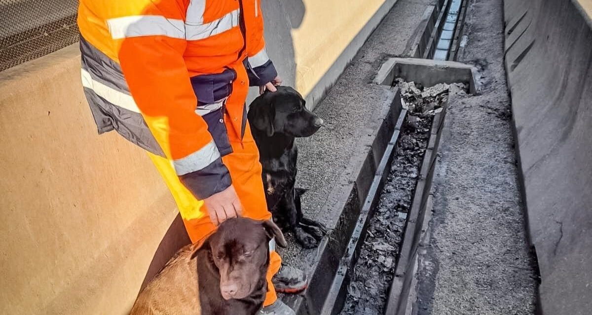 Autópályára tévedt kutyákat mentettek a Magyar Közút munkatársai – Gazdájuk egész nap kereste őket