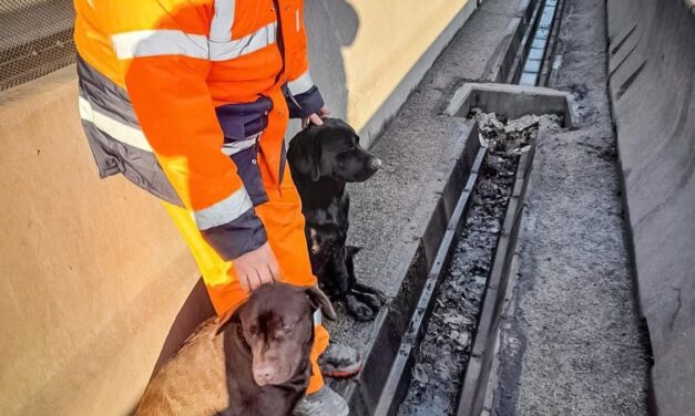 Autópályára tévedt kutyákat mentettek a Magyar Közút munkatársai – Gazdájuk egész nap kereste őket