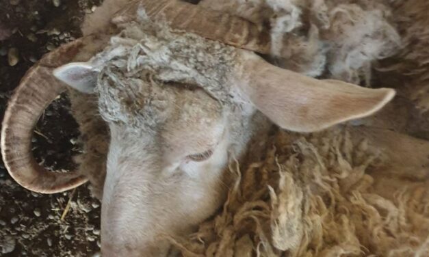 Sokkoló fotók: brutális, könyörtelen körülmények között tartották ezeket az állatokat Gödöllőn